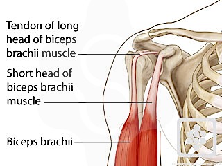 Proximal Biceps Tendon