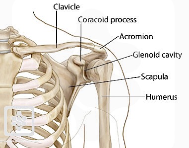 Pectoral Girdle Bones and Parts: Scapula, Clavicle, Acromion and Glenoid  Cavity