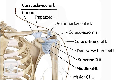 Shoulder Ligament Diagram