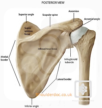 Bones Joints Of The Shoulder Shoulderdoc